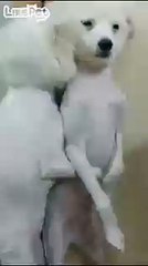 혼냈더니 둘이 저렇게 껴안고ㅋㅋㅋㅋ