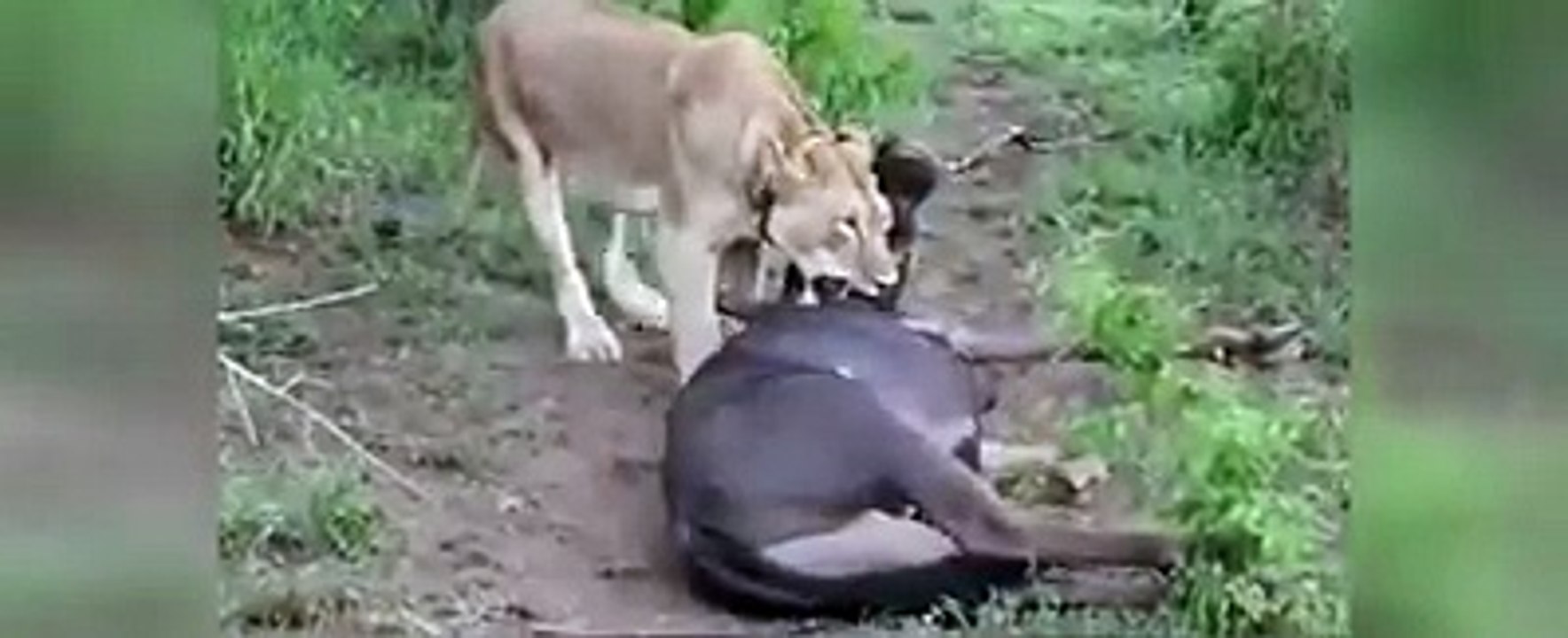 Búfalo "prestes" a ser morto por leão nunca desiste da luta e consegue fugir!