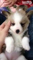 꼬물꼬물 귀여운 아기 웰시코기