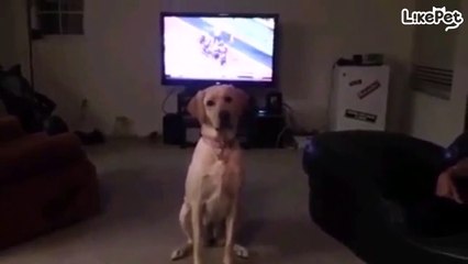 맥주도 가져다주는 똑똑한 리트리버