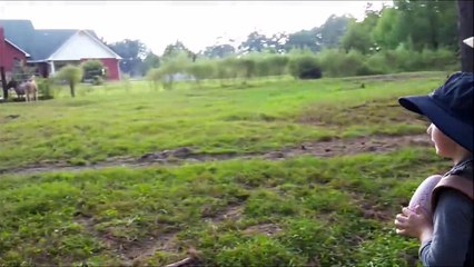 Toy Hunt - Kid Explorers find MAGICAL Hatchimals part4