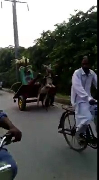 funny video