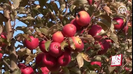 Ay yıldızlı elmalara talep çokluğu