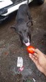 Kalu the vegetarian dog Vegan dog eating tomatoes