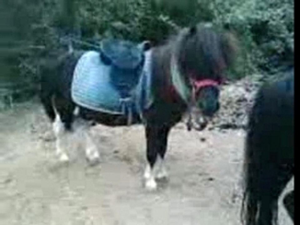 Poney