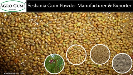 High Quality of Sesbania Gum Powder @ www.agrogums.com