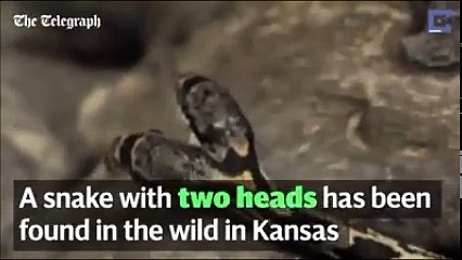 Two Headed Snake Found in Kansas