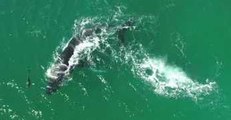 Whale and Her Calf Frolic With Pod of Dolphins Off South Coast