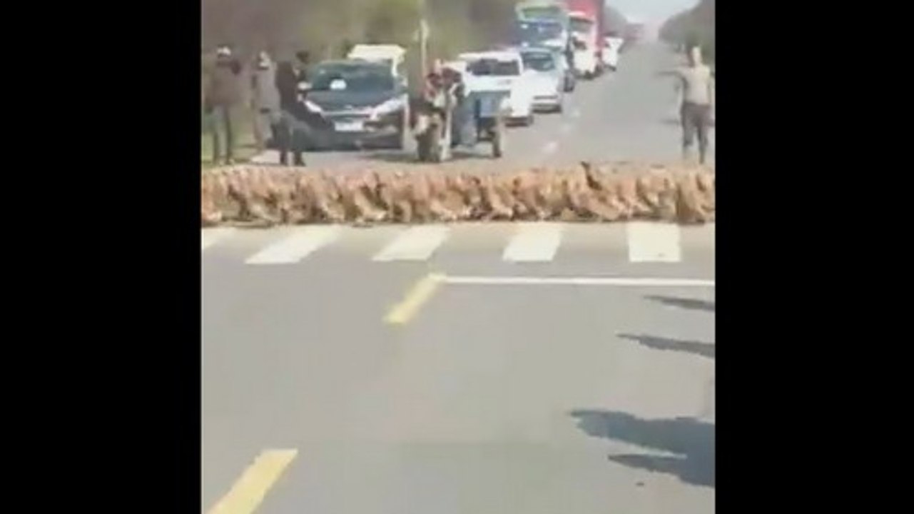 Ribuan Bebek Menyeberang Jalan Bikin Heboh di China