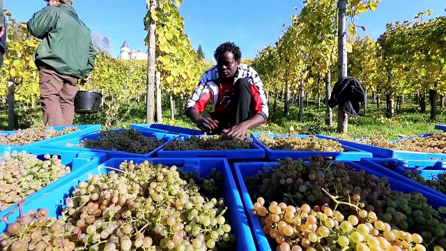 Des réfugiés vendangent au château de Franqueville à Bizanos