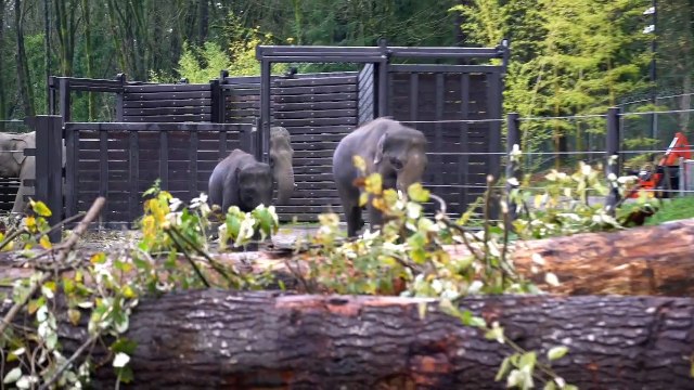 Meilleur jouet pour un Elephant ? Des troncs d'arbres !