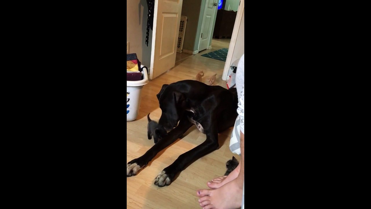 Des bébés chatons jouent avec un énorme chien Great Dane !