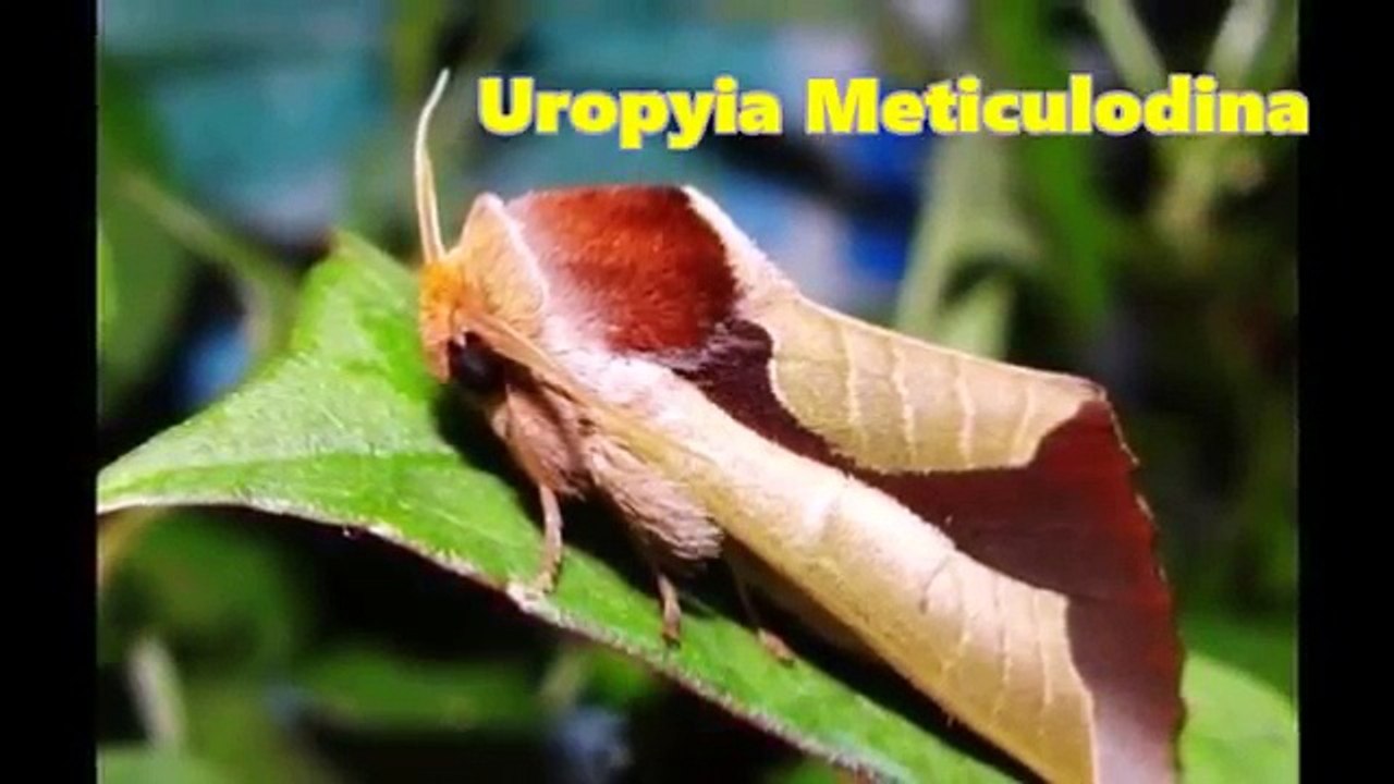 World's TOP 29 Strange Animals Monsters