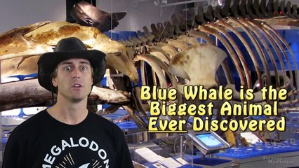 BIGGEST Animal EVER Recorded in the Ocean Depths