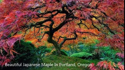 Beautiful trees around the world that exist