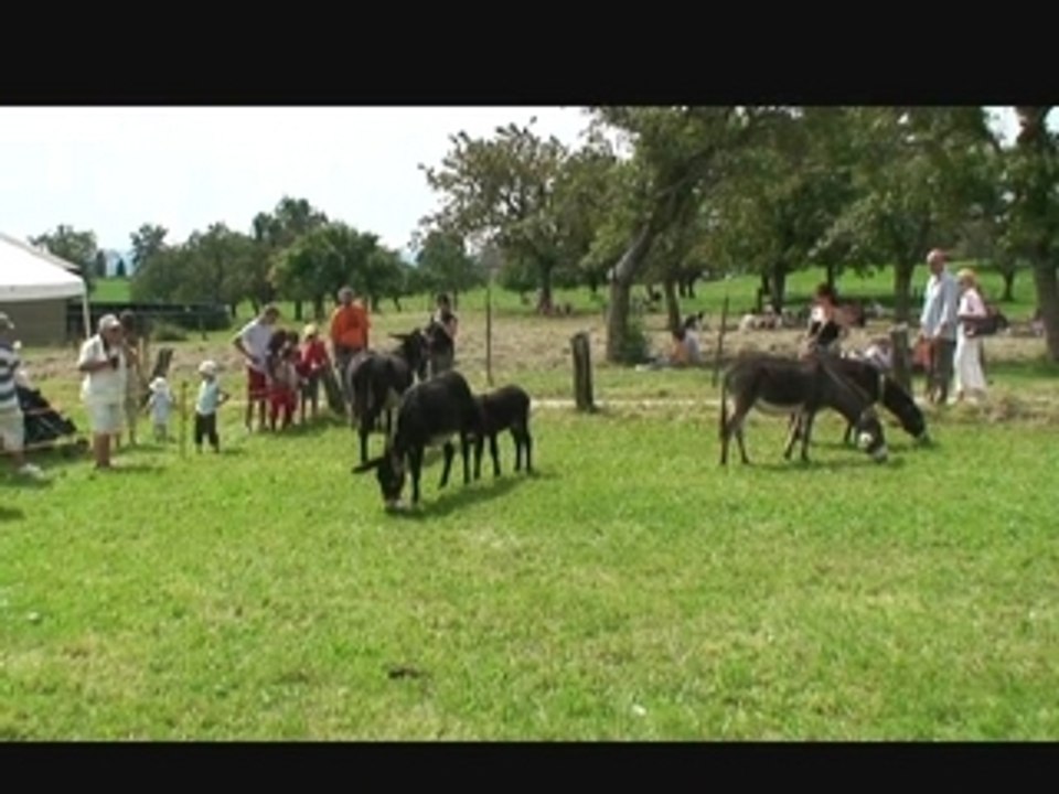 Berolle, Vaud, Suisse " Fete des Anes" 26 aout 2007
