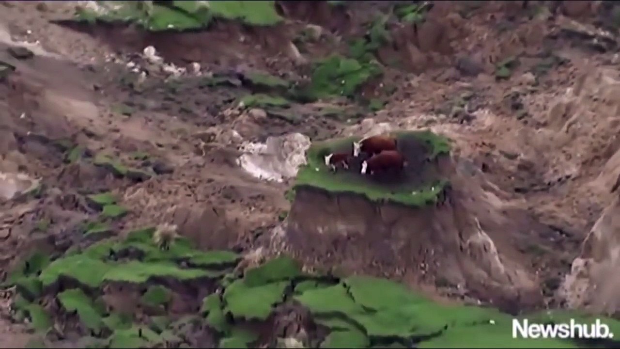 7.5 magnitude New Zealands South Island North Canterbury earthquake strands cows in lands