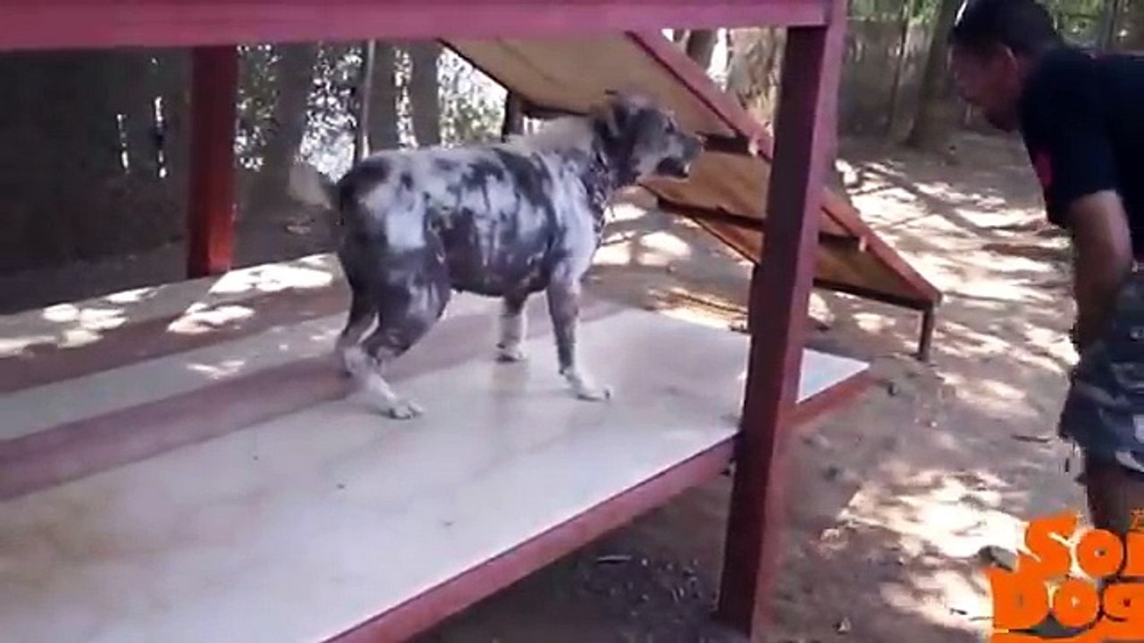 La réaction d'un chien enfin adopté après avoir passé la moitié de sa vie dans un refuge !