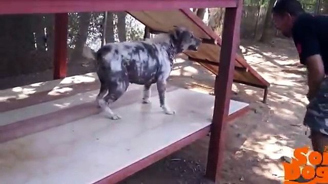 La réaction d'un chien enfin adopté après avoir passé la moitié de sa vie dans un refuge !