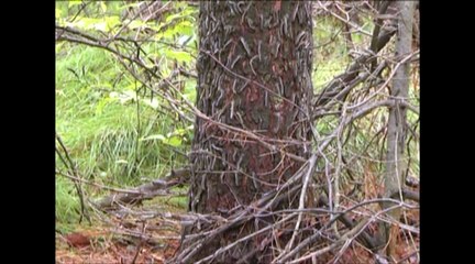 Глава Минприроды поддержал предложение томских активистов ОНФ по борьбе с сибирским шелкопрядом