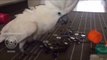 Delighted Cockatoo Plays With Her Collection of Buttons