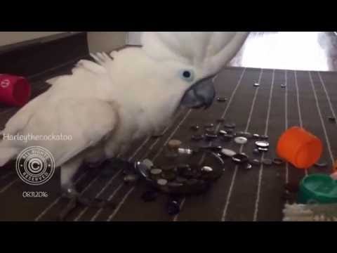 Delighted Cockatoo Plays With Her Collection of Buttons