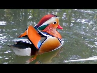 Amazing Creature Mandarin Duck