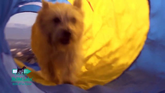 NuVet Plus - All Natural Dog Vitamin Supplements