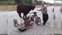 Ha Ha Goat Doing Stunts On Motorbike - Must Watch