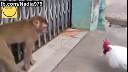 Funny Monkey Attack On Hen | New Best Funny Animal