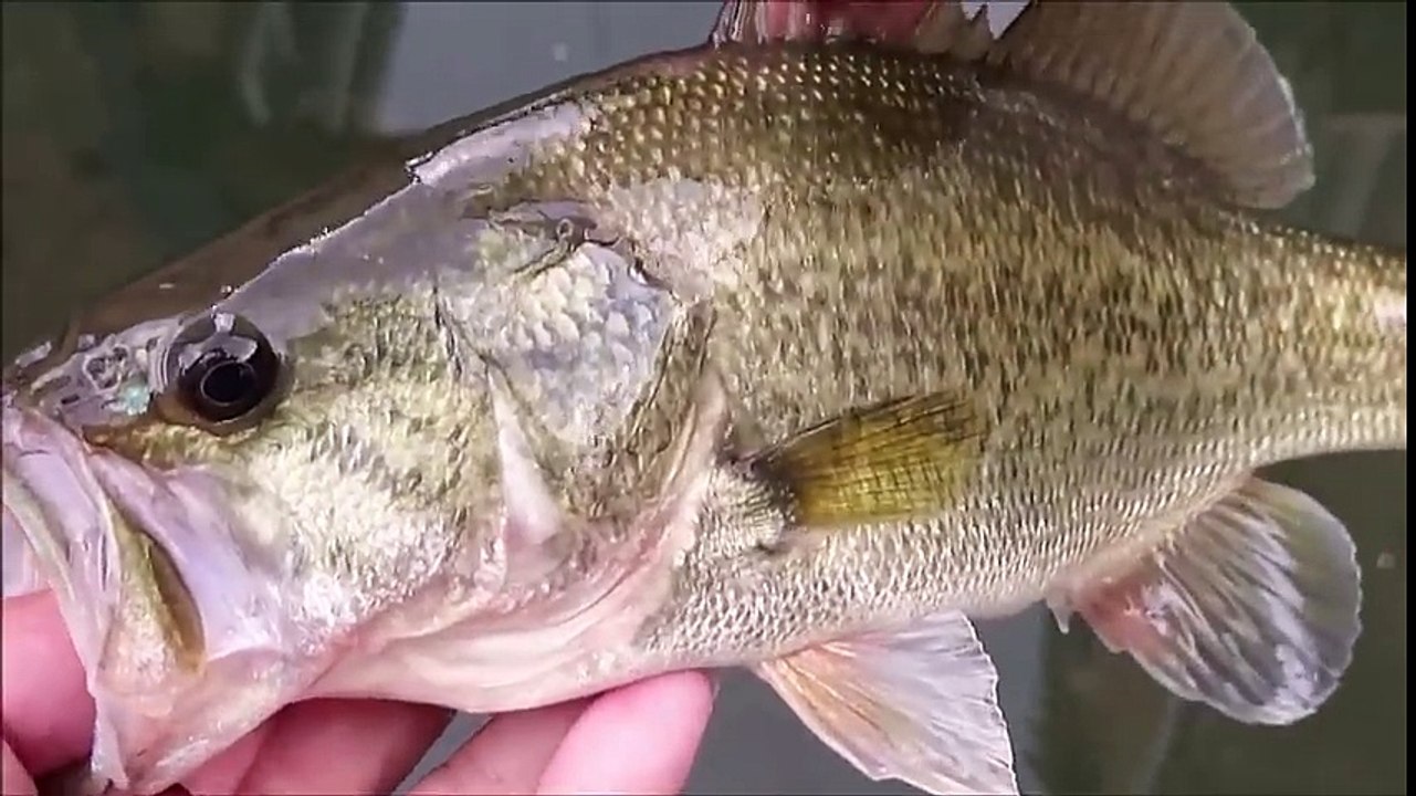 水路に、このような魚が -