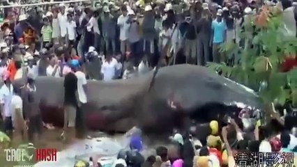Most Amazing Wild Animals Attacks #11 - Giant Anaconda   Largest snake longest python