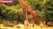Most Amazing Wild Animals Attacks #26 Giant Anaconda vs Dog, Lion vs Giraffe, crocodile