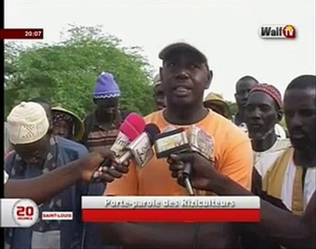 Les riziculteurs de Ndiayene et Ngomene (St Louis) interpellent les autorités compétentes, leurs semences gâtées par..