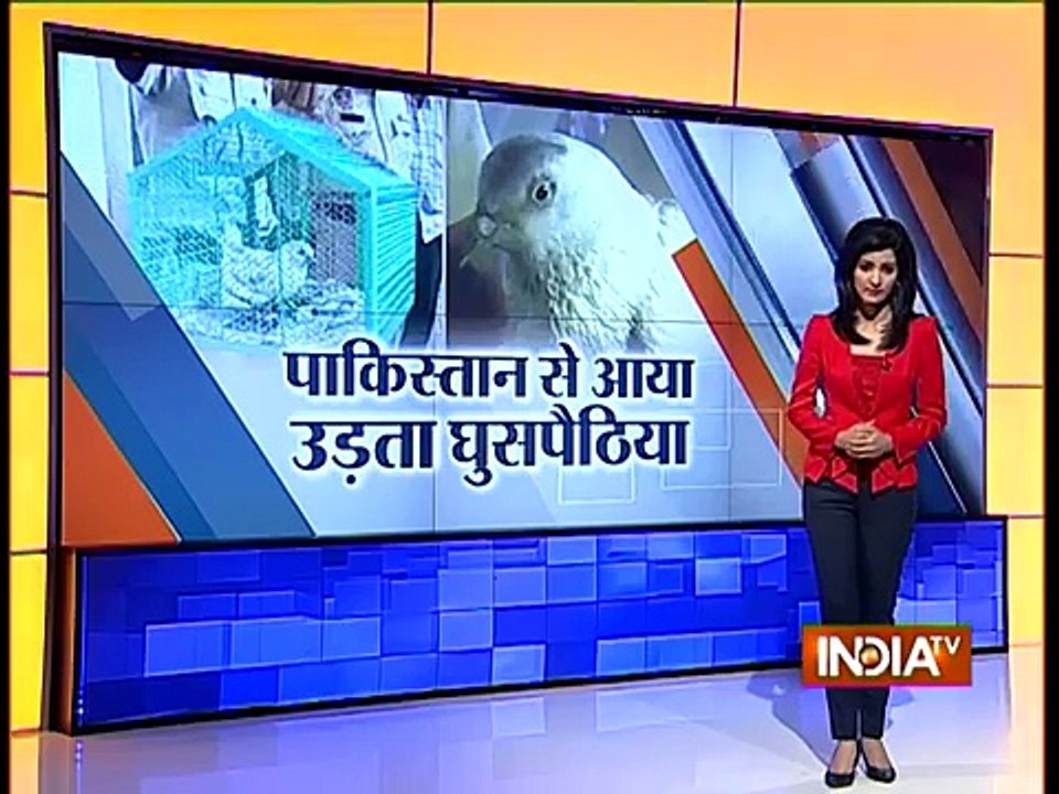 Indian Put The Pigeon In Jail - It's Been Accused For Spying For Pakistan