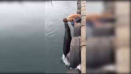 Fisher man Feeding Dolphin With Mouth . Amazing Video Must Watch