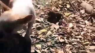 Unbelievable act of a dog