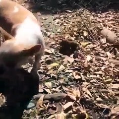 Unbelievable act of a dog