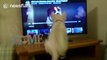 Dog and toddler watch John Lewis Christmas advert together