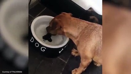 Ce chien essaye d'attraper désespérément un os dans sa gamelle