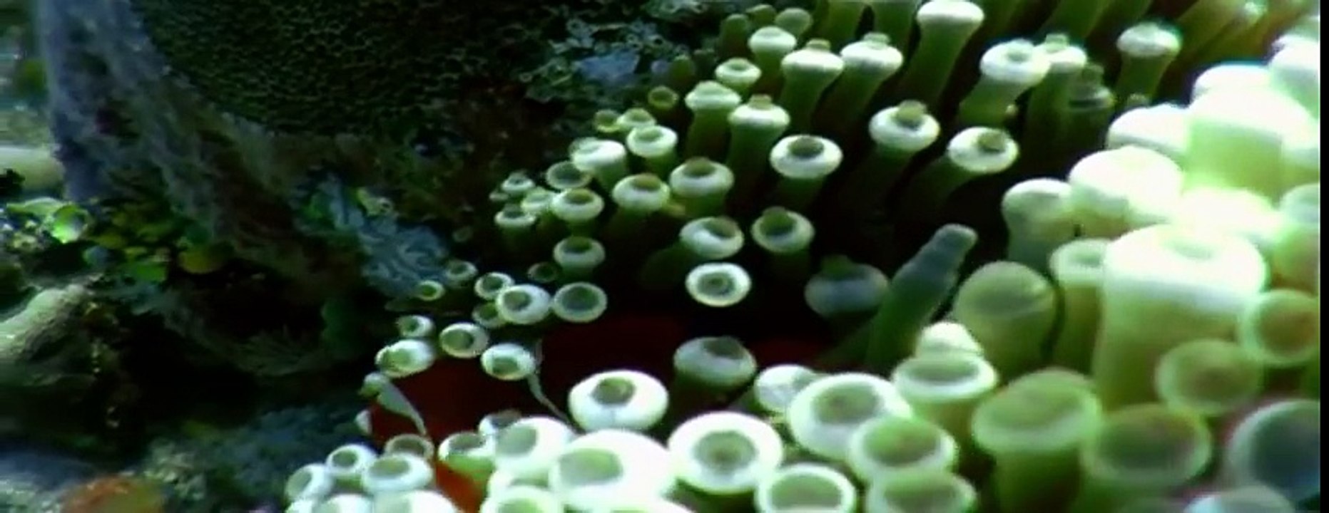 my animals-fish.mp4_20