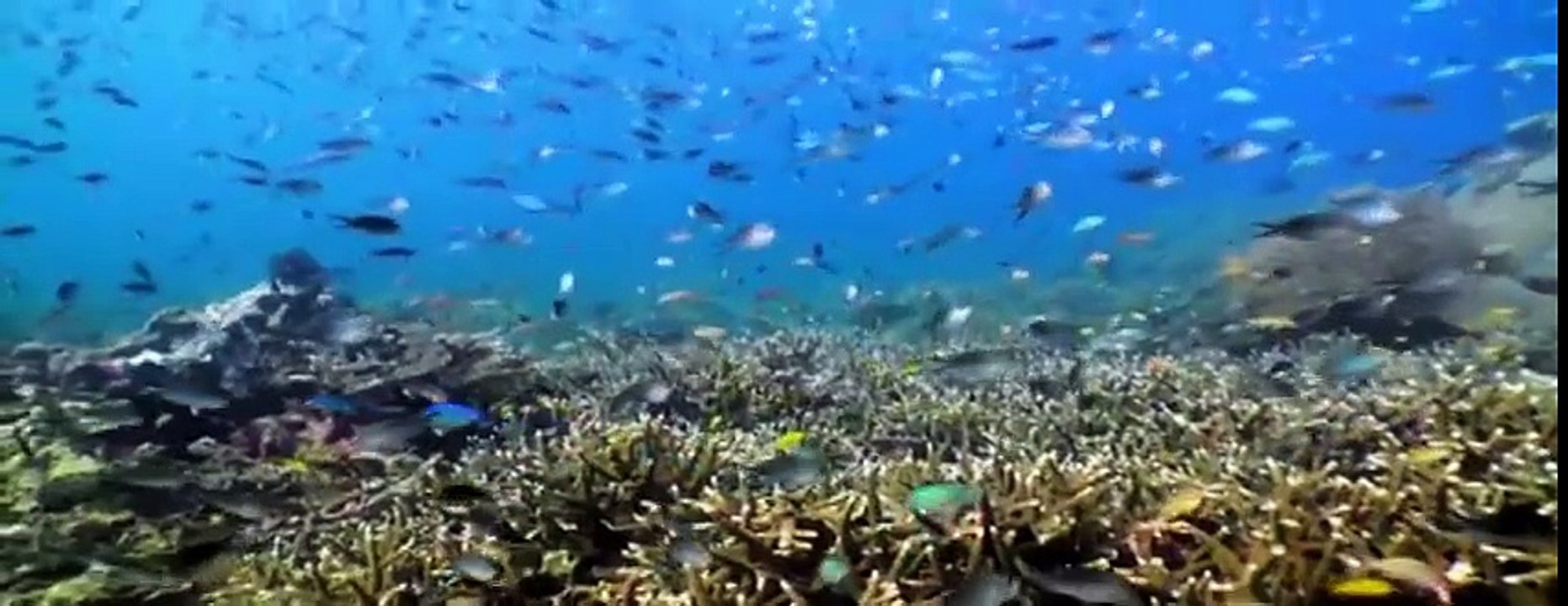 my animals-fish.mp4_22