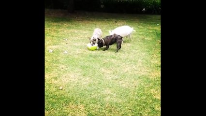 Ce bébé cochon essaye de manger avec des chiens lol