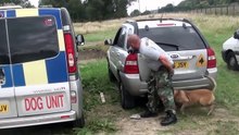 Ce chien de protection a reçu une formation étonnante. Regardez sa réaction face au danger !