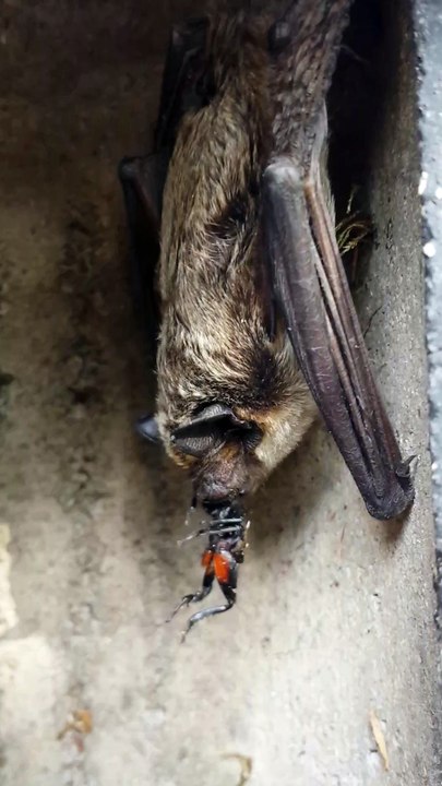 La sérotine bicolore, une chauve-souris rarement observée dans les Ecrins
