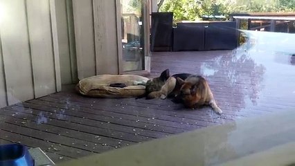 German Shepherd Puppy: Nap Time