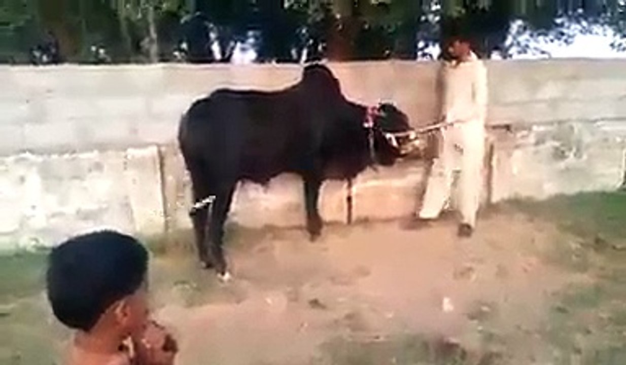 Cow Enjoyed