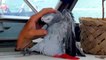 Grey parrot talking urdu and becoming a pakistani also saying jiye bhutto funny