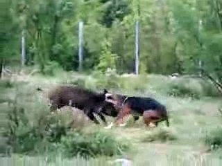 köpek tek başına domuzu yere seriyor !