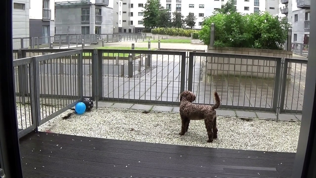 Dogs first experience with a balloon